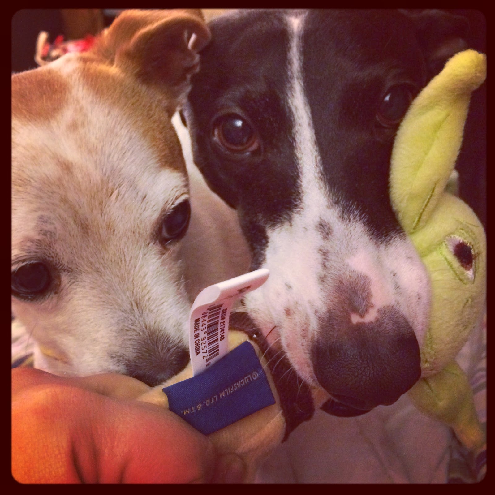 Must Read Monday Dog Lovers Edition! My Shoestring Life